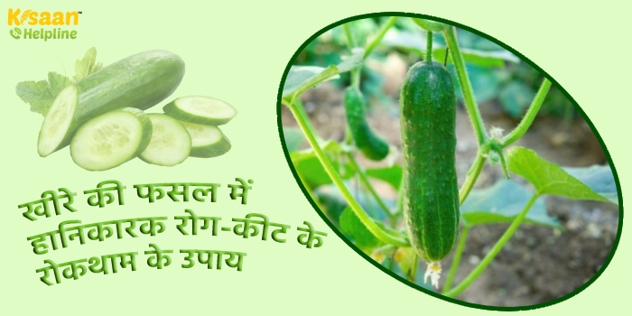 खीरे की फसल में हानिकारक रोग-कीट के रोकथाम के उपाय